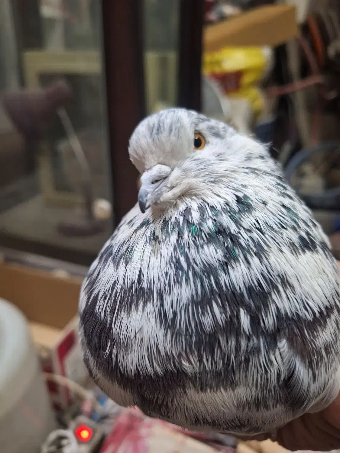 کبوترنرپلنگ جوان سالم کله لرزان|پرنده|اصفهان, جلالیه|دیوار