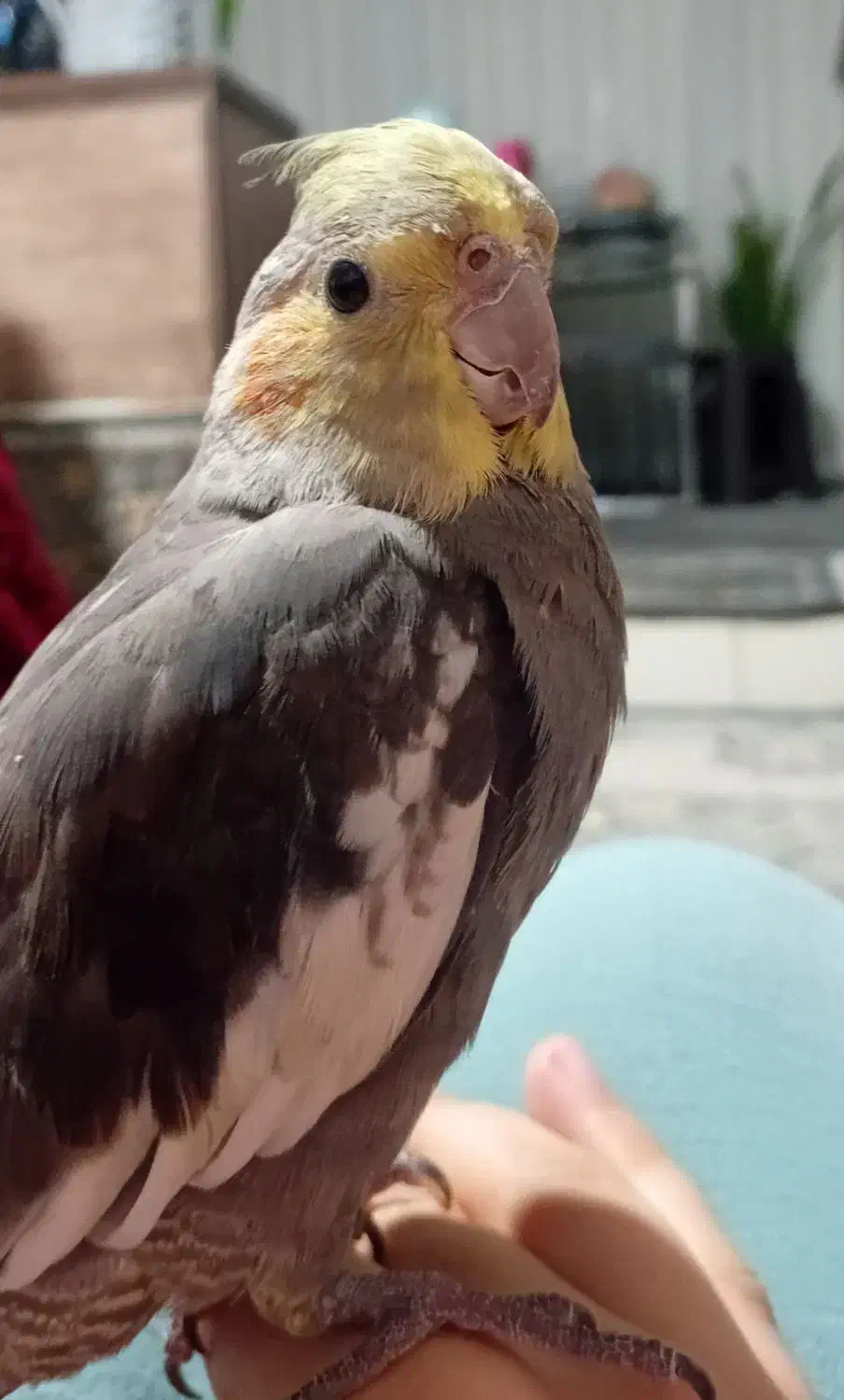 عروس هلندی نر رام سخنگو|پرنده|قدس, شهرقدس|دیوار