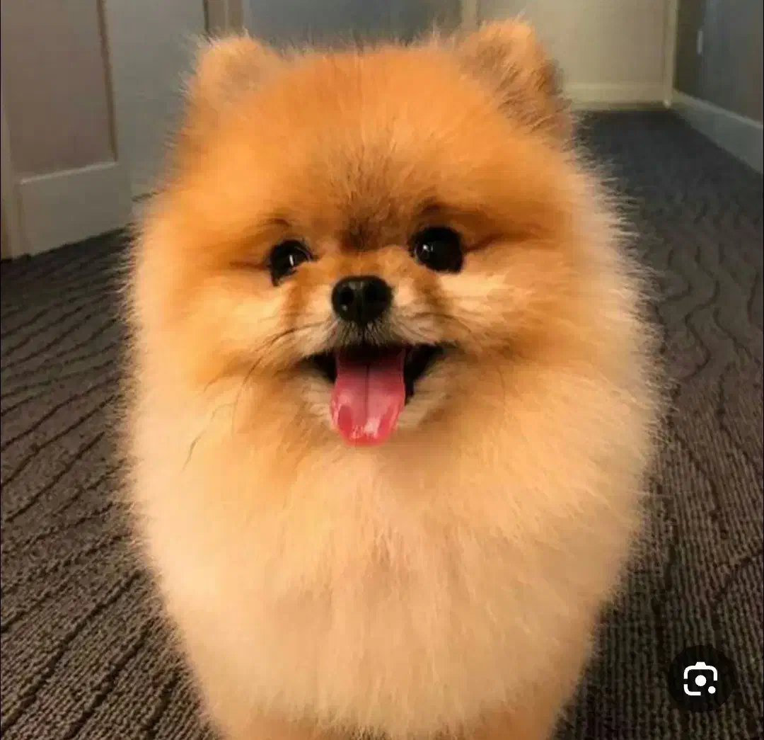 حیوان خانگی|سگ|تخت, |دیوار