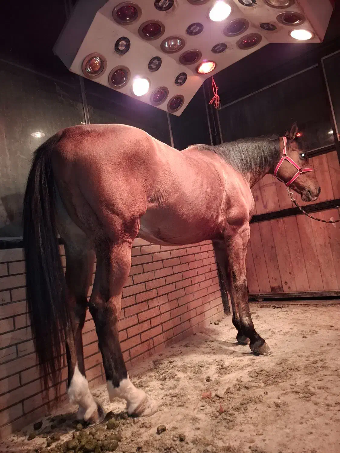 اسب ورزشی دوخون|اسب و تجهیزات اسب‌سواری|باقرشهر, |دیوار