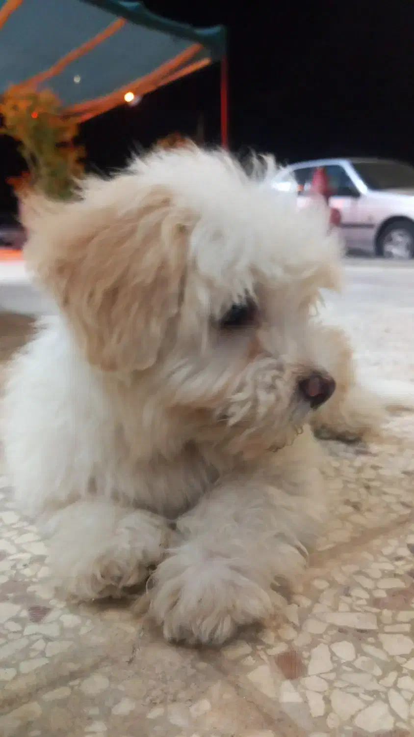 سگ شیتزو|سگ|بیرجند, |دیوار