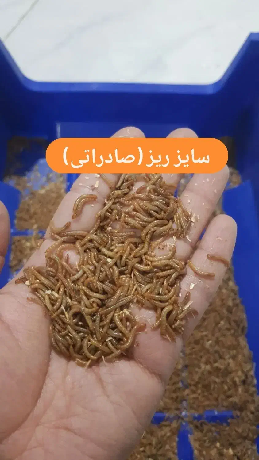 میلورم زنده ممتاز|خزنده|مشهد, وکیلآباد|دیوار