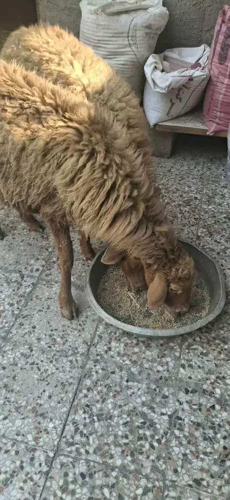 فروش میش حامله در بندر ماهشهر|حیوانات مزرعه|بندر ماهشهر, |دیوار