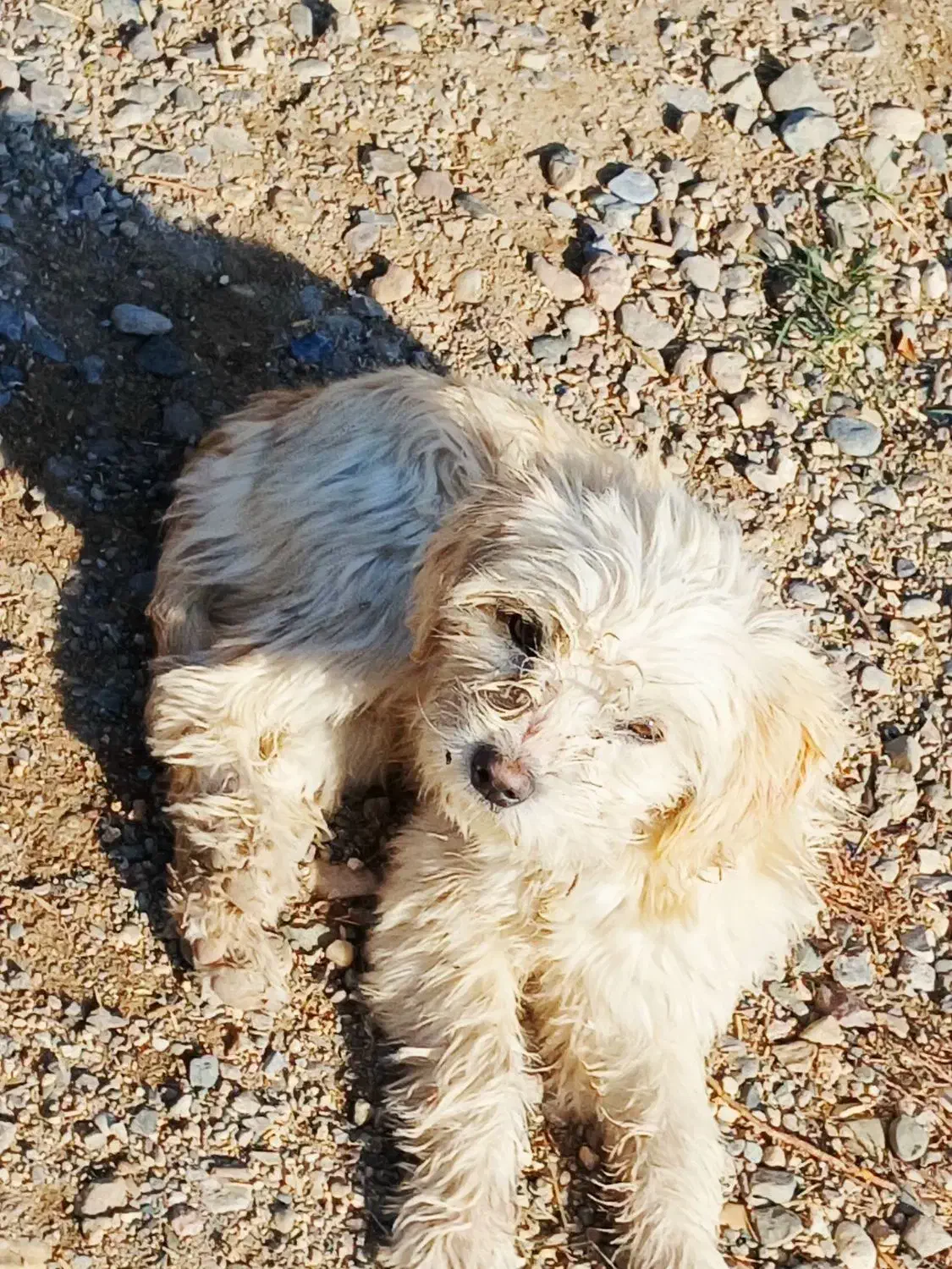 یک قلاده سگ پاکوتاه پشمالو به قیمت ۲میلیون تومان|سگ|ایجرود, |دیوار