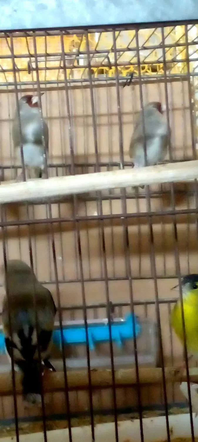 پرنده سهره|پرنده|قم, نخودی|دیوار