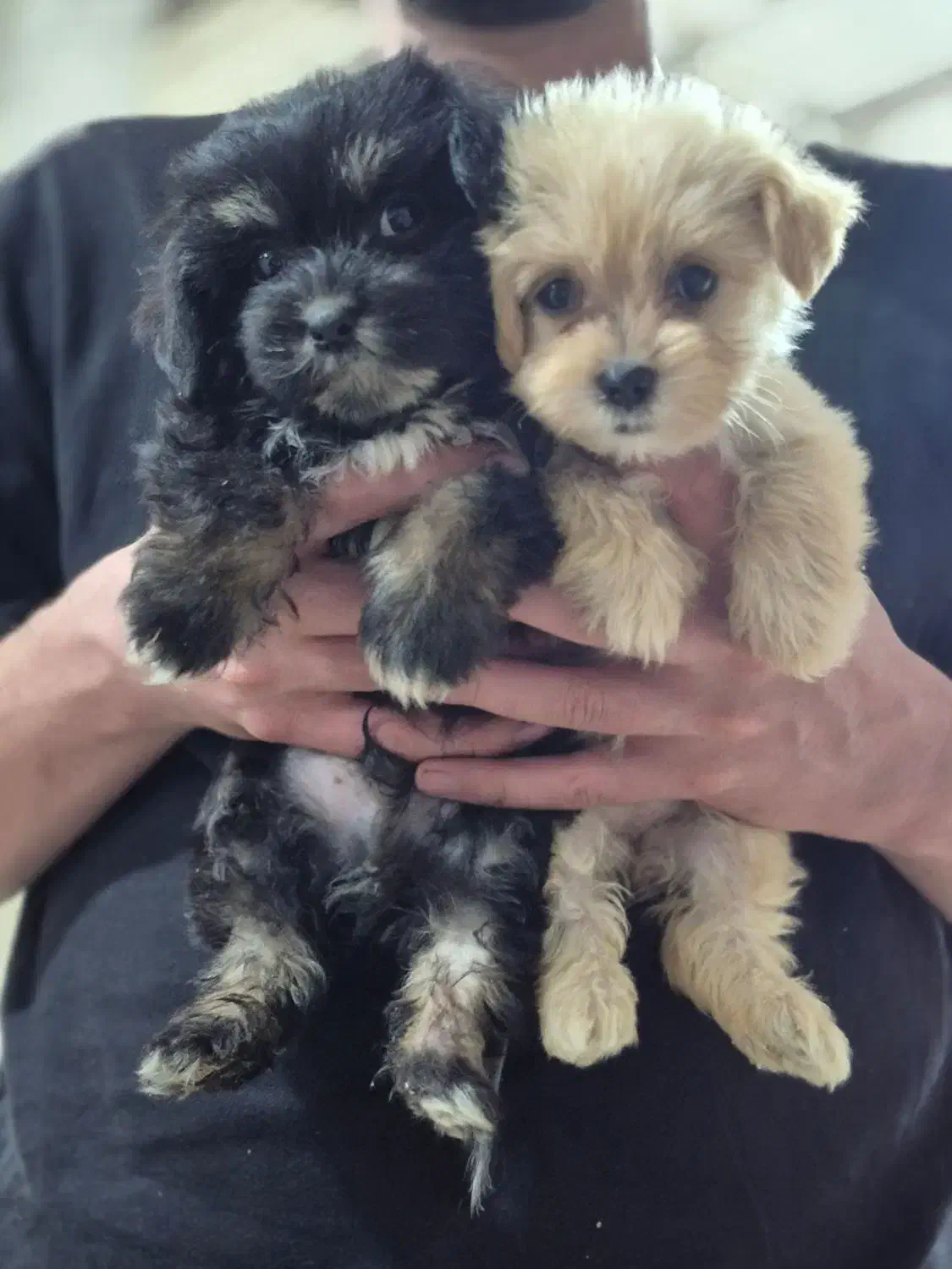 سگ شیتزو اصل|سگ|سنگر, |دیوار