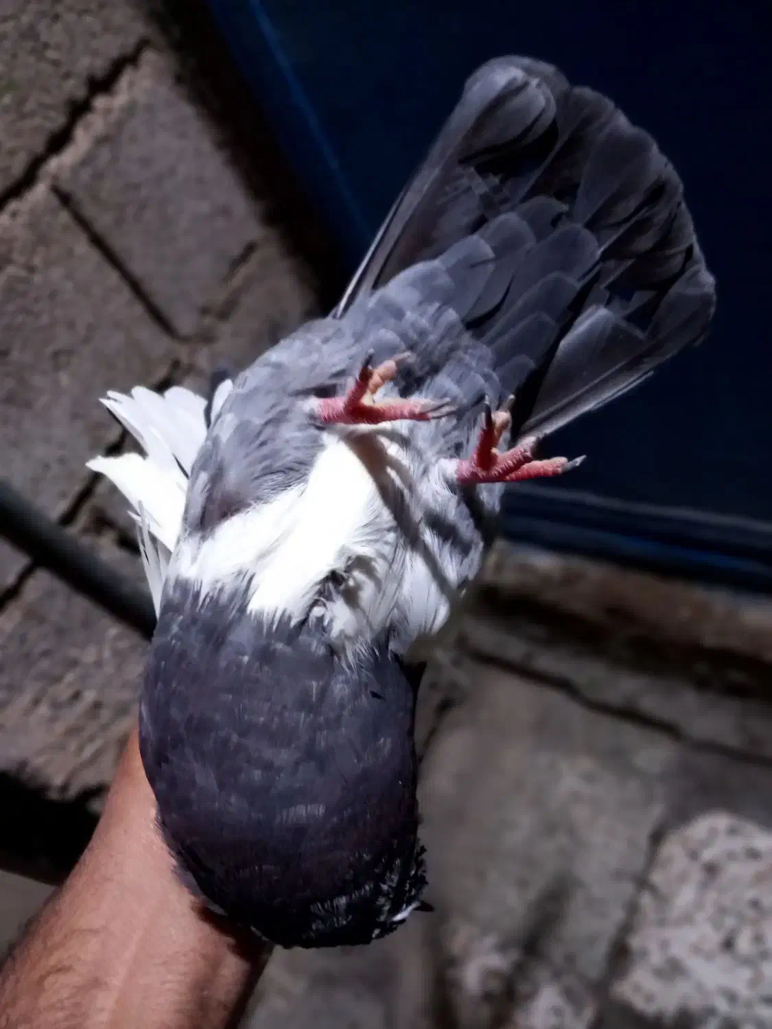 گرفتنی|پرنده|اندیمشک, |دیوار