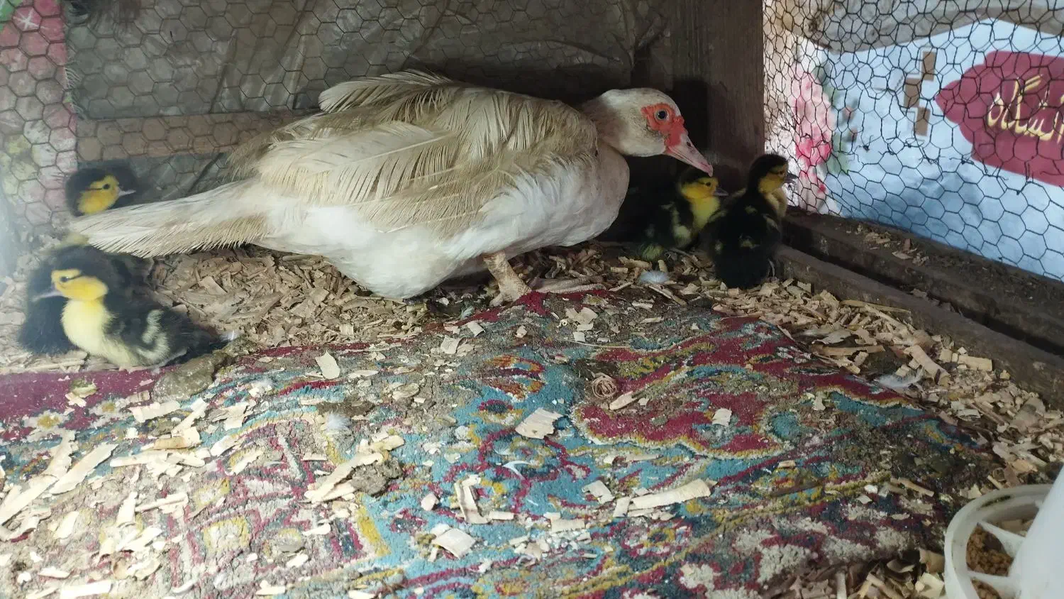 جوجه اردک مسکوی یا اسراییلی|حیوانات مزرعه|ساری, |دیوار