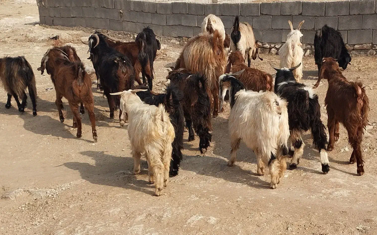 ۱۰ بز و ۱۰ بزغاله|حیوانات مزرعه|پلدختر, |دیوار