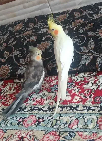 عروس هلندی نر|پرنده|رفسنجان, |دیوار