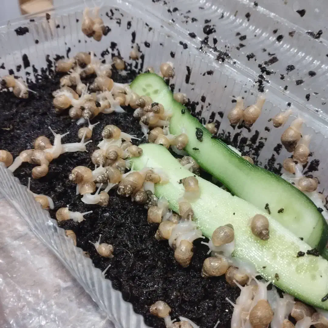 حلزون مولد با جوجه|خزنده|یزد, |دیوار