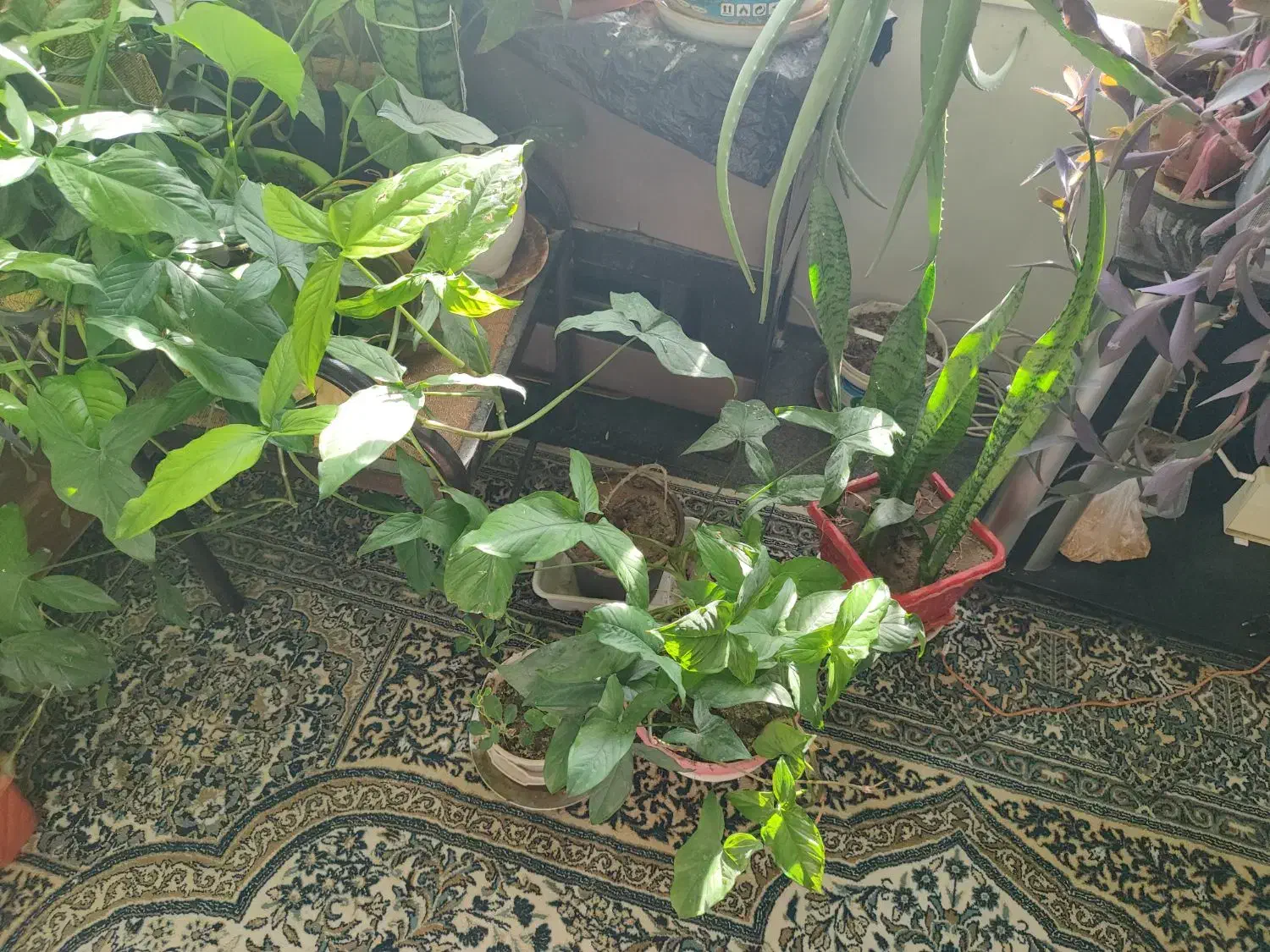 گل و گیاه خانگی|گل و گیاه طبیعی|پردیس, فاز ۱|دیوار