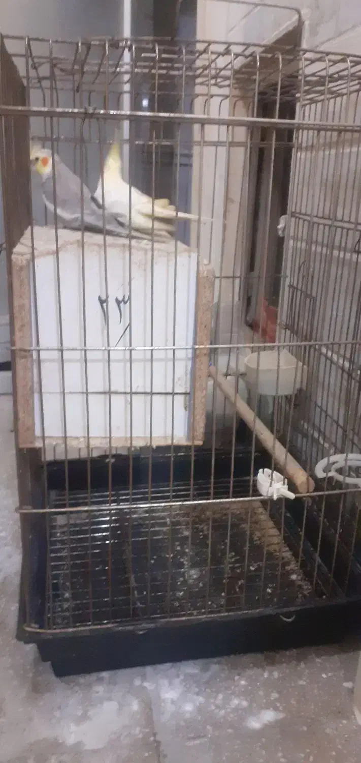 پرنده عروس|پرنده|قم, زاویه|دیوار