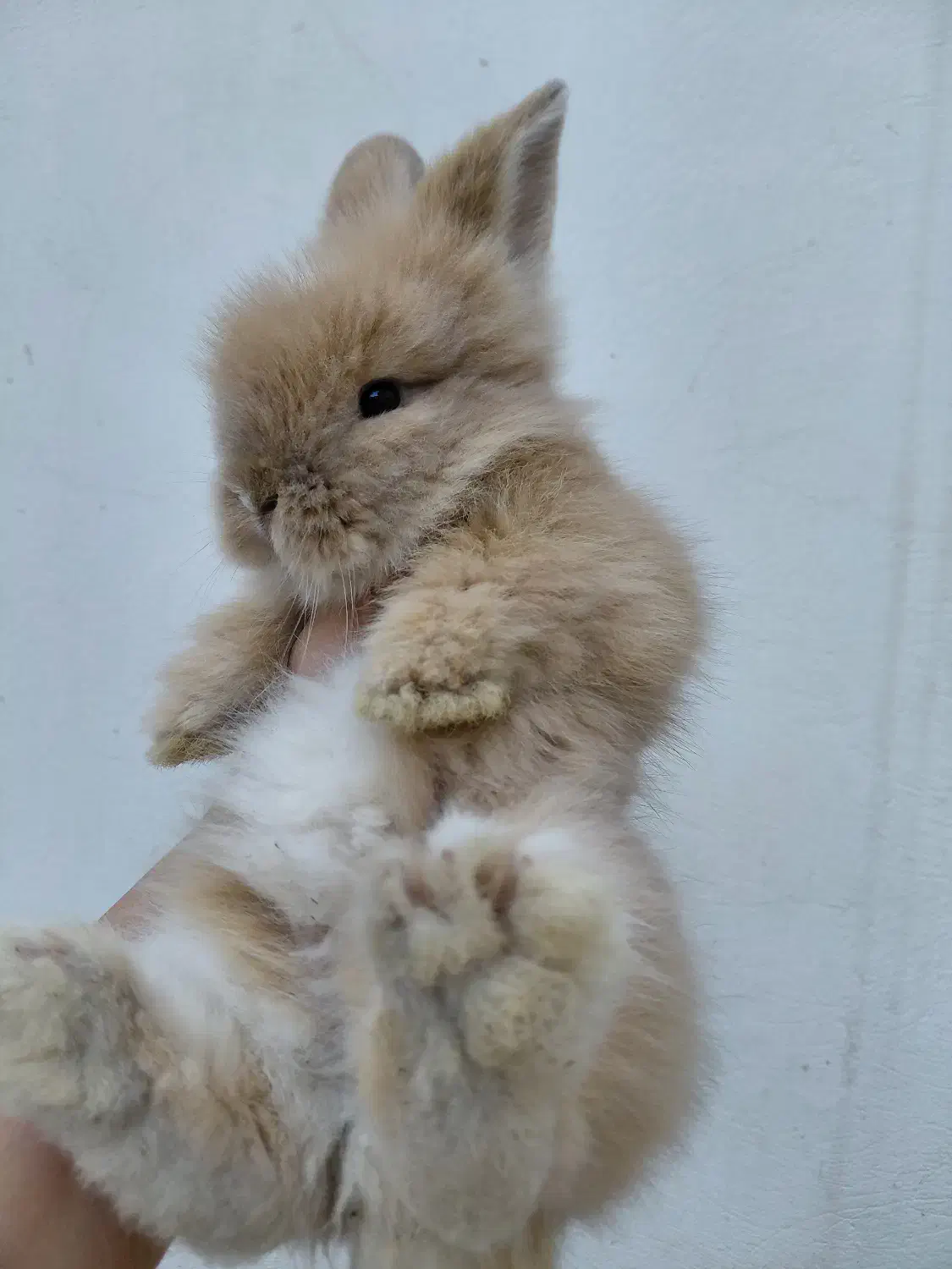 خرگوش لوپ اصیل|موش و خرگوش|مشهد, تربیت (صدف)|دیوار