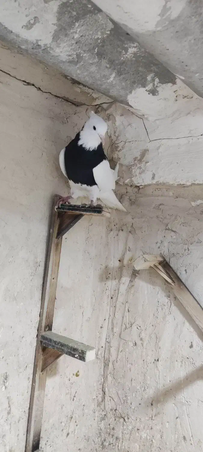 پشت.طوقی..زرد|پرنده|مشهد, هفت تیر (نه دره)|دیوار