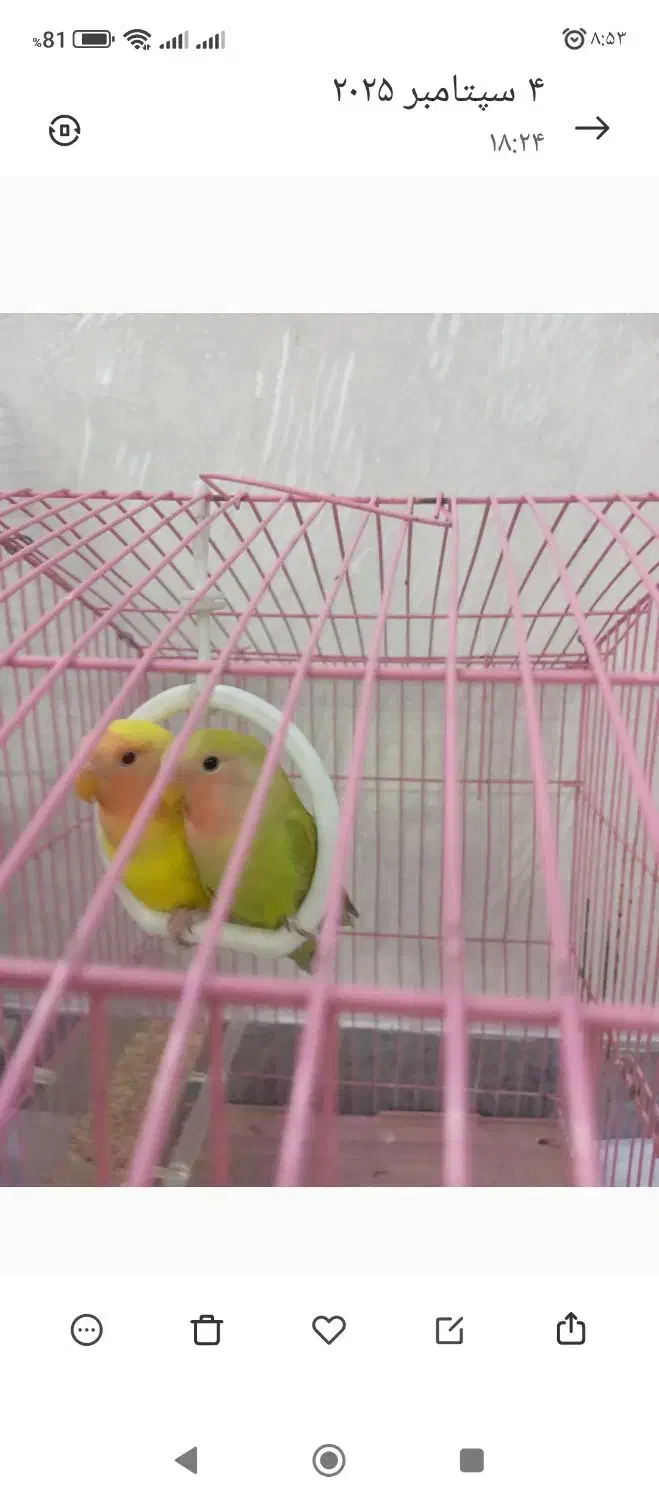 طوطی برزیلی زیبا شیتون|پرنده|قرچک, مهدیه|دیوار