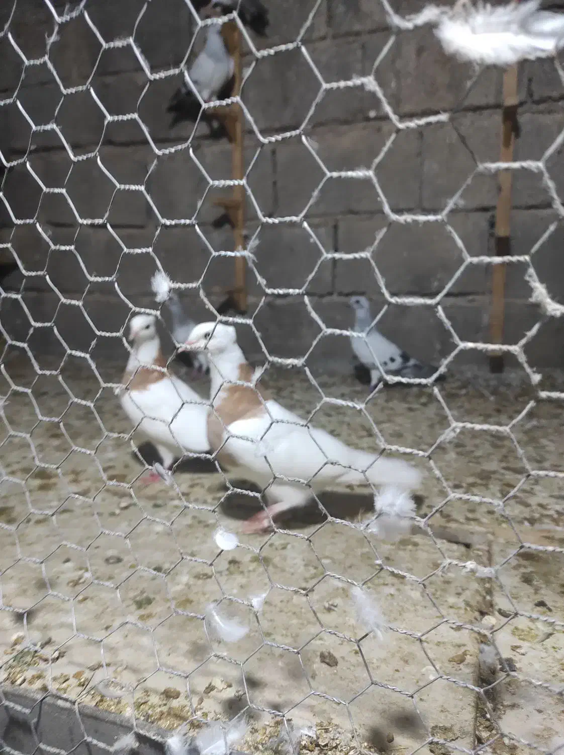 کببوترشامی|پرنده|برازجان, |دیوار