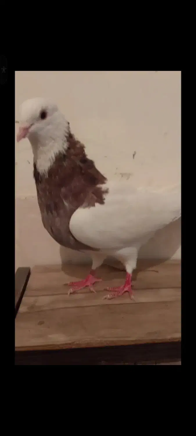 کبوتر نر طوق|پرنده|فیروزآباد (فارس), |دیوار