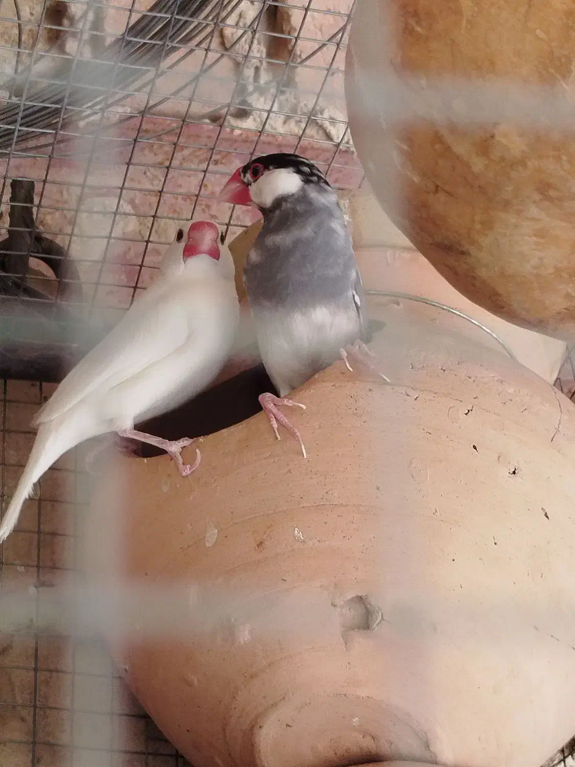 فروش فنچ نرگسی|پرنده|سراوان, |دیوار