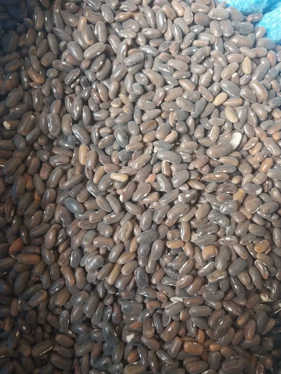 بذر لوبیا سبز|عمده‌فروشی|ارژن, |دیوار