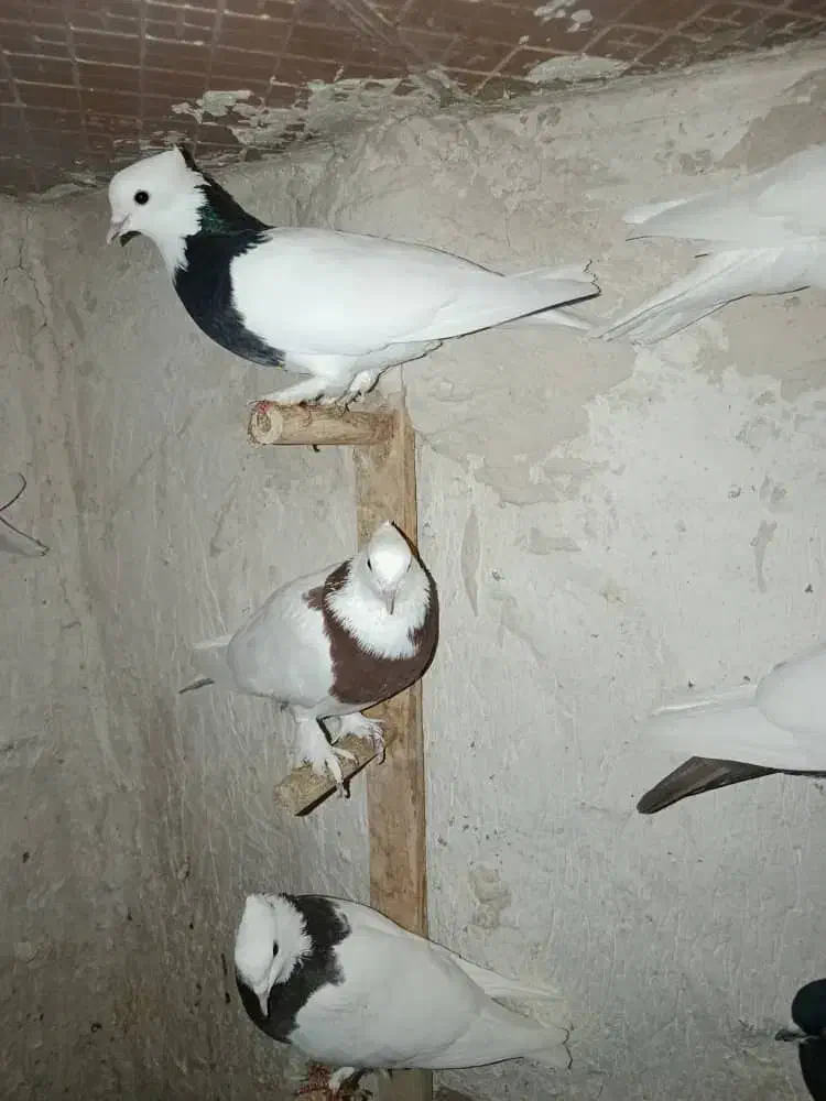 کبوتر طوقی دمبی سینه ای|پرنده|سپیدان, |دیوار