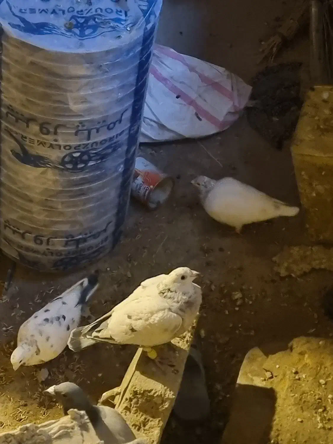 کبوتر|پرنده|سنقر, |دیوار