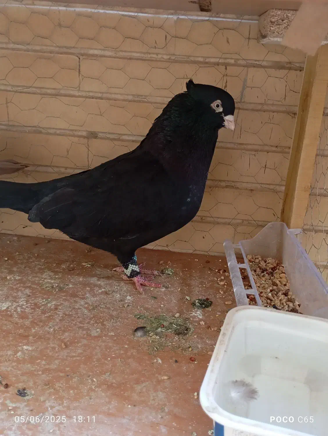 کبوتر درجه یک بازی دار|پرنده|شاهین‌شهر, حافظ شمالی|دیوار