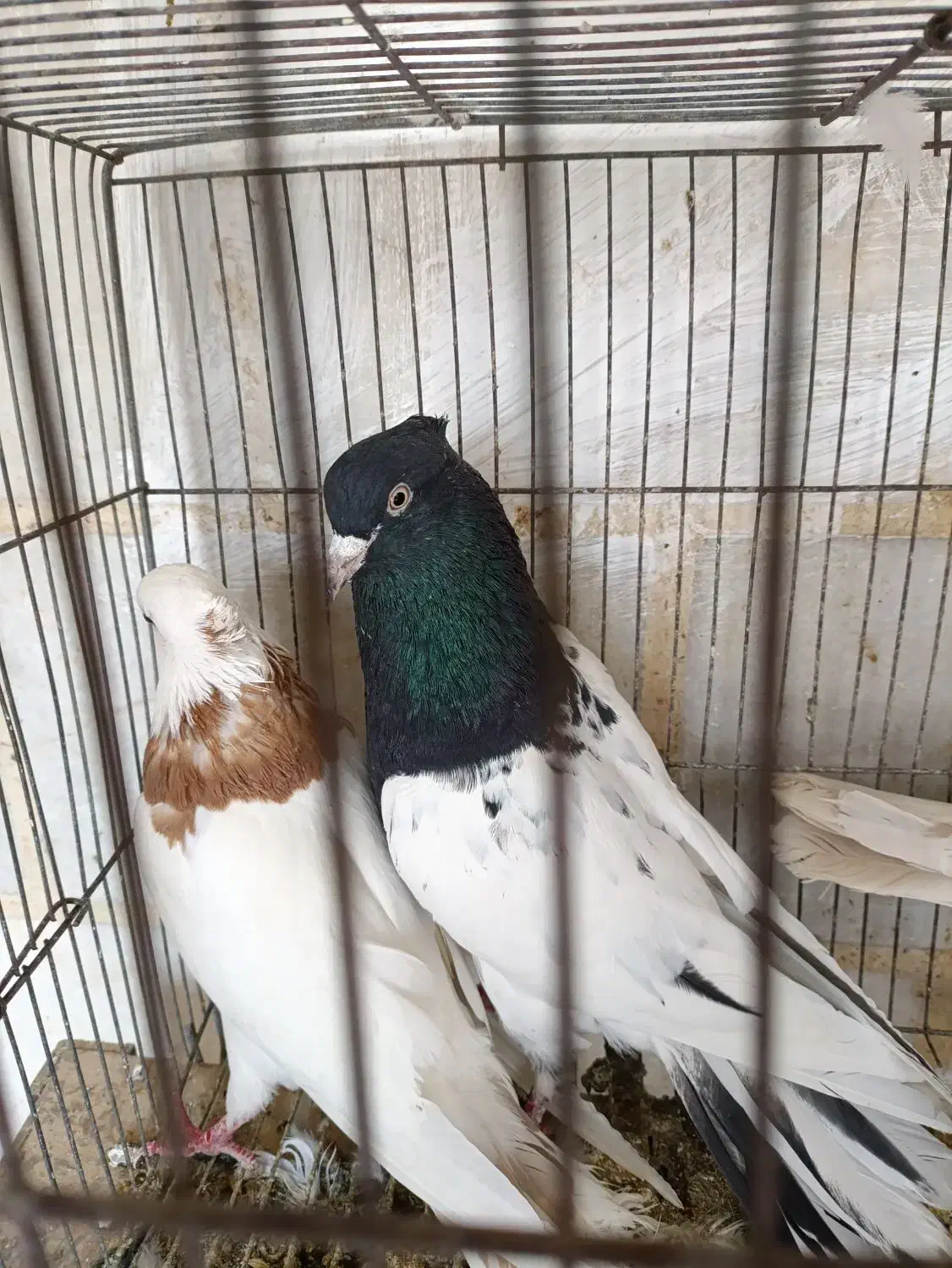 کبوتر کله سیاه نر پرنده شرطی|پرنده|باوی, |دیوار