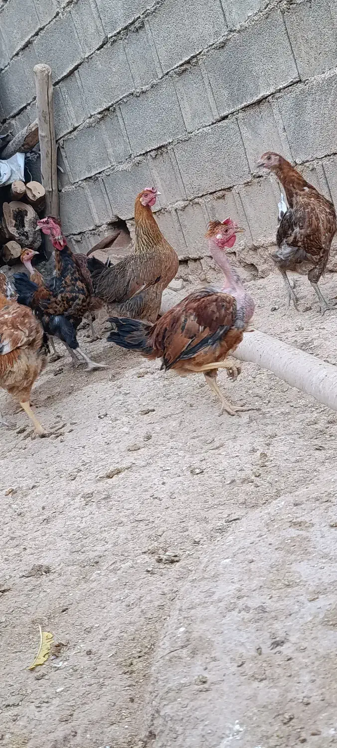 مرغ محلی|حیوانات مزرعه|پاتاوه, |دیوار