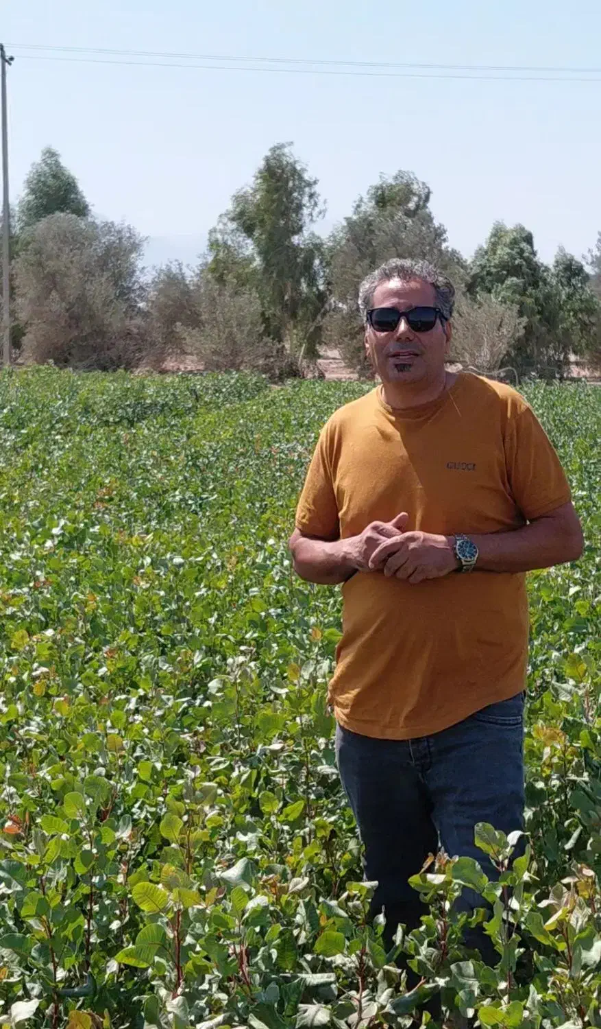 نهال پسته دهقان|خدمات باغبانی و درختکاری|مهریز, |دیوار