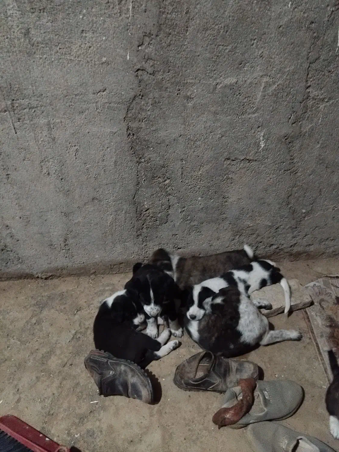 توله پا کوتاه|سگ|رضویه, |دیوار