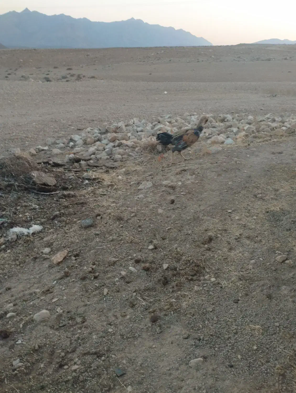 لاری ریشی جوان|حیوانات مزرعه|شهمیرزاد, |دیوار