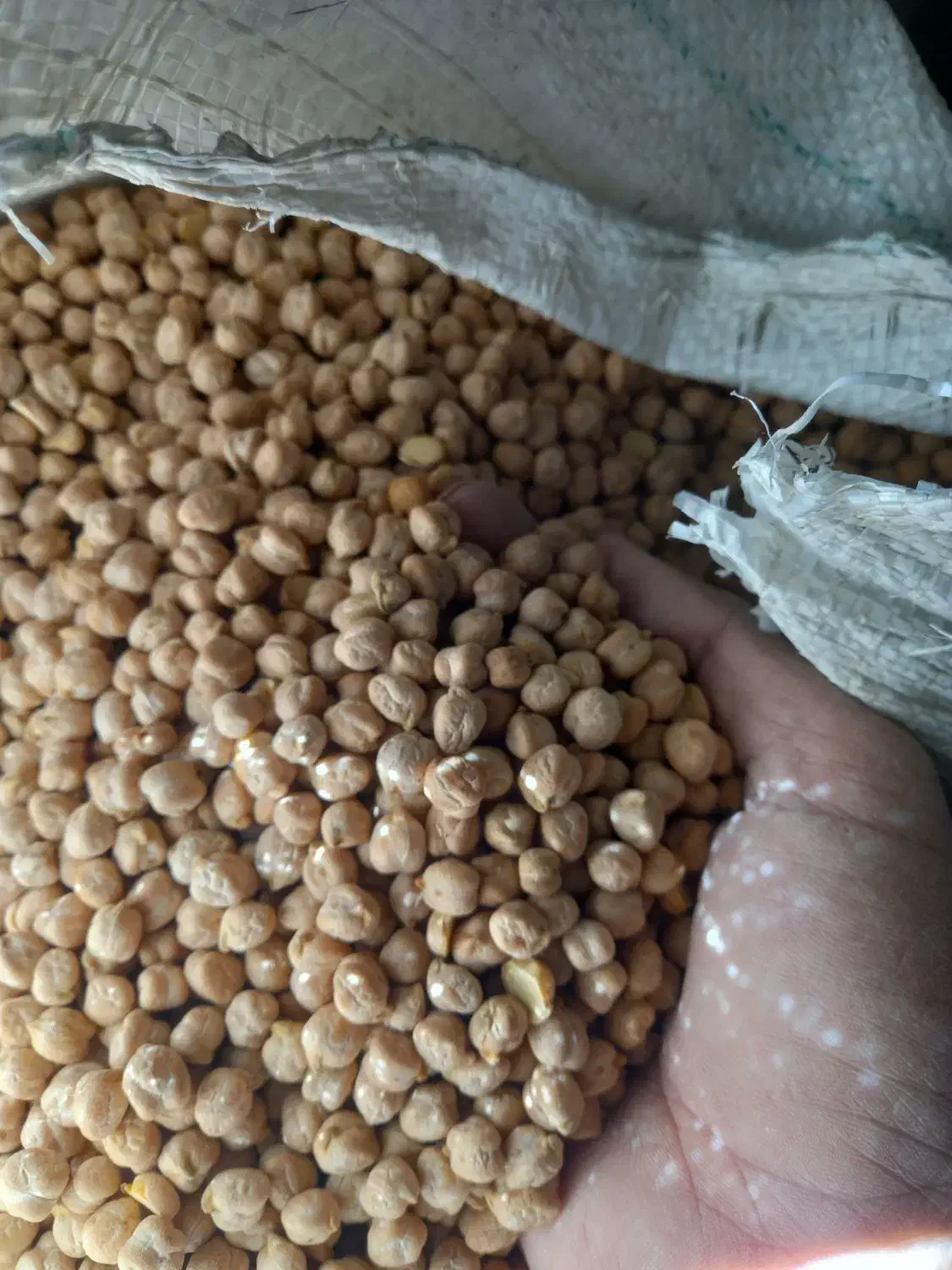 نخود دیم|خوردنی و آشامیدنی|سامن, |دیوار