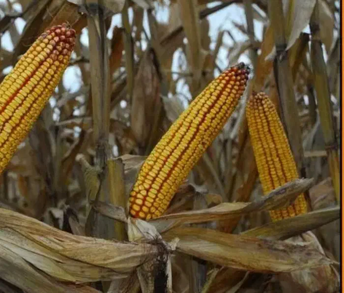 ذرت دانه ای|خوردنی و آشامیدنی|منوجان, |دیوار