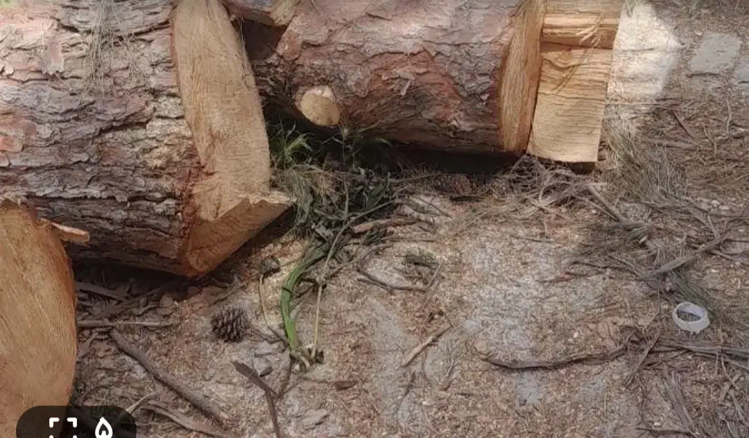 خرید چوب های باغی را نقدا خریدارم|خدمات باغبانی و درختکاری|آزادشهر, |دیوار