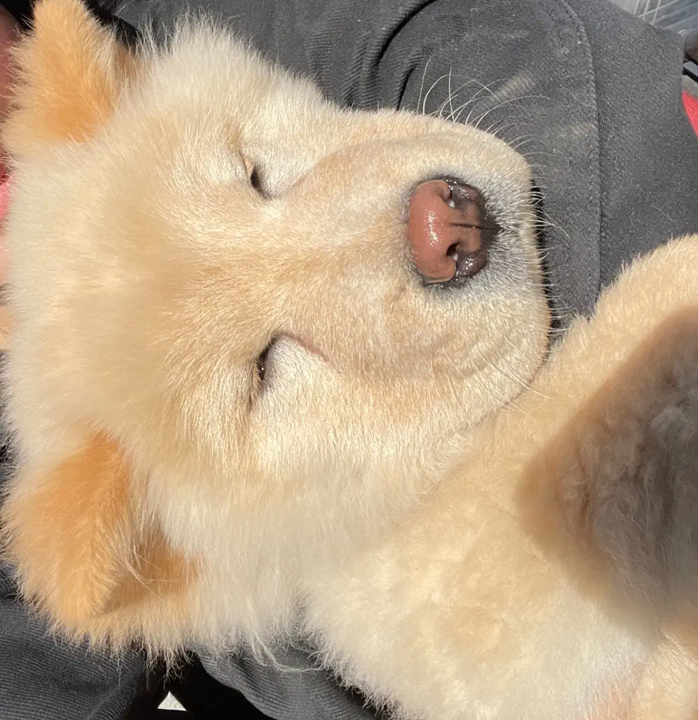 چاو چاو|سگ|تهران, حر|دیوار