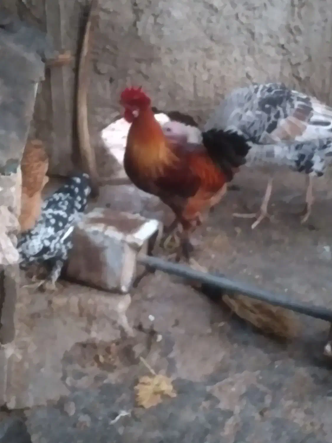 خروس مرغ گیر دیلگوکی چرام|حیوانات مزرعه|چرام, |دیوار