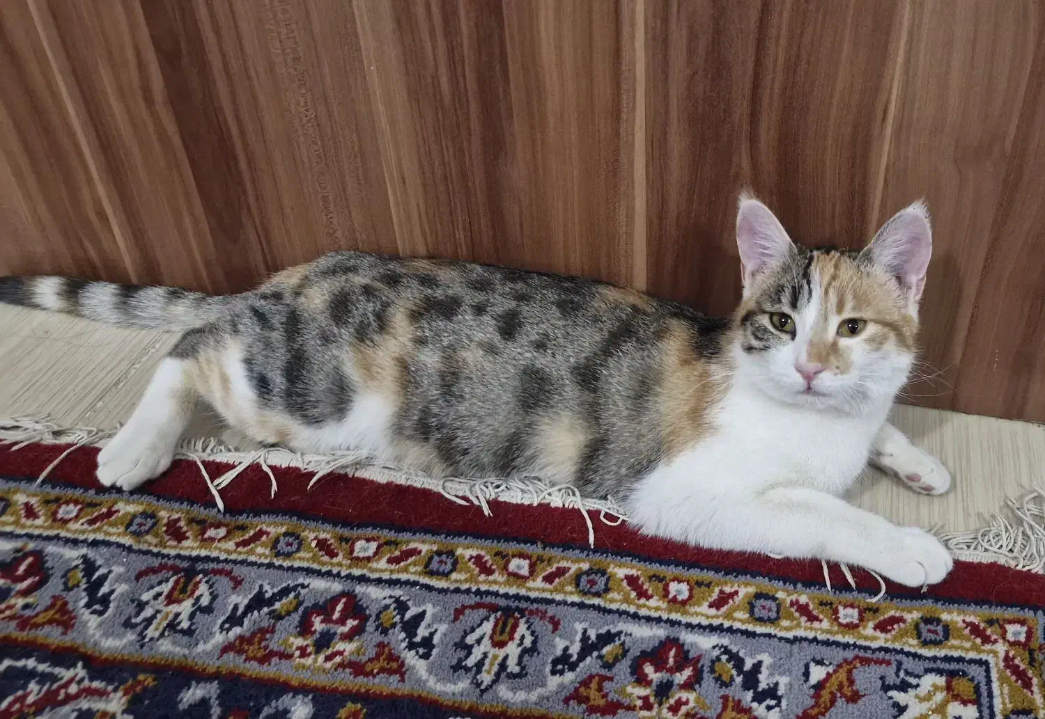 واگذاری رایگان گربه|گربه|بجنورد, |دیوار