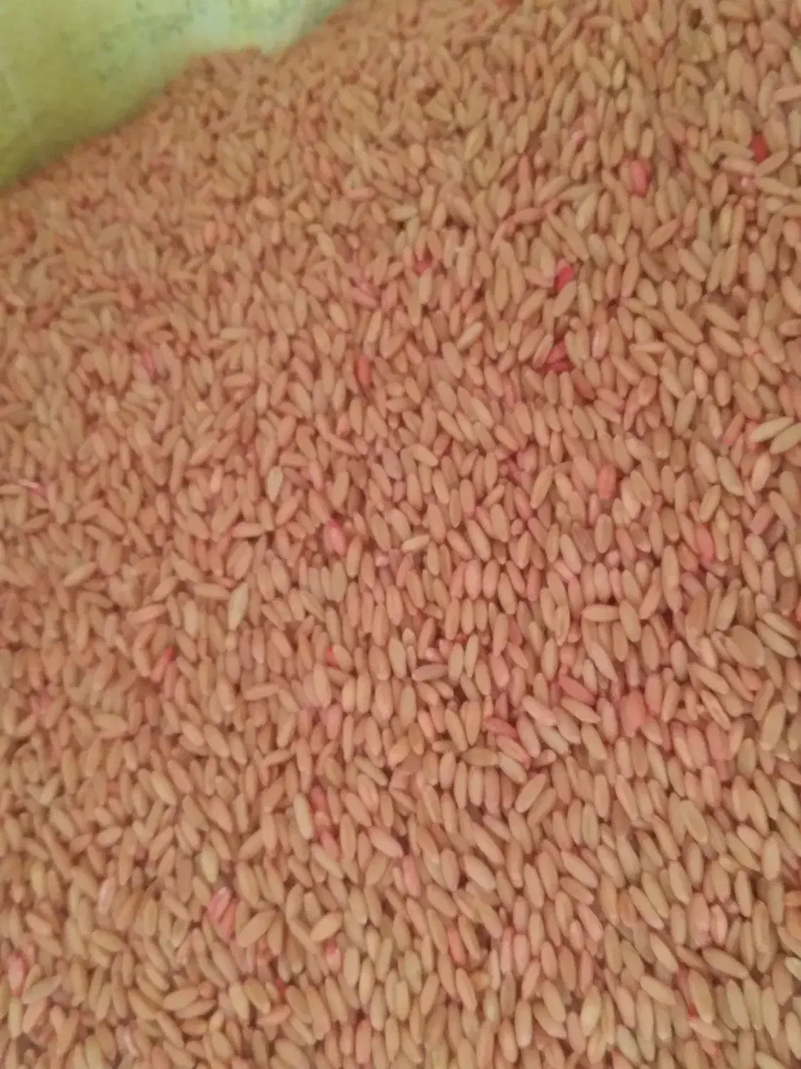 گندم بذری درجه یک دیم|خدمات باغبانی و درختکاری|کنگاور, |دیوار