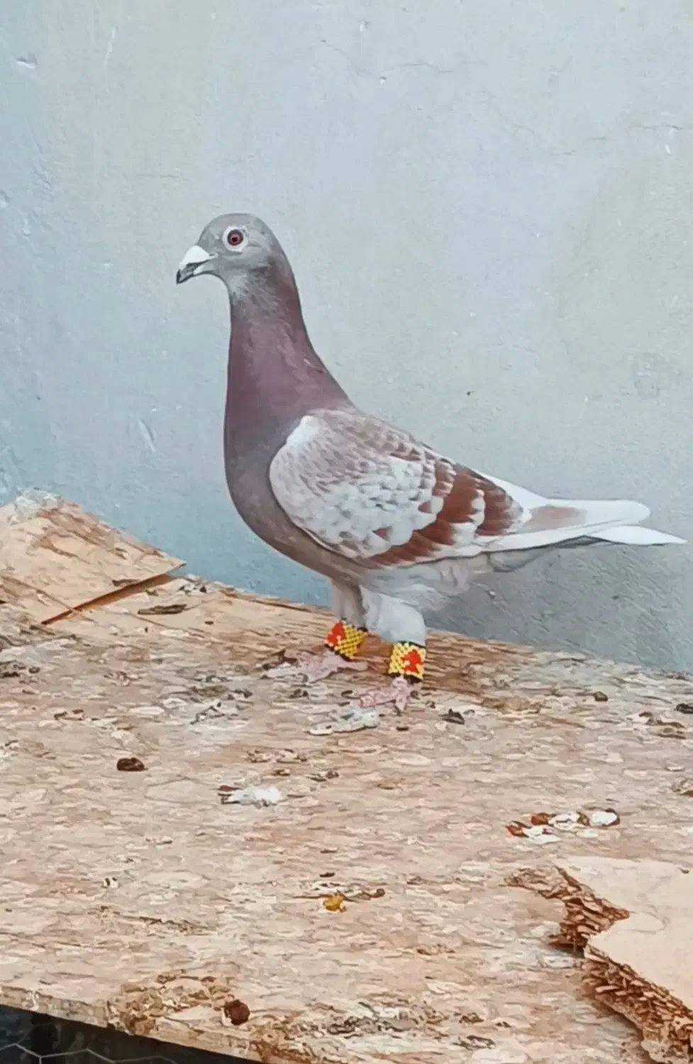 غوره پولکی ماده|پرنده|داراب, |دیوار