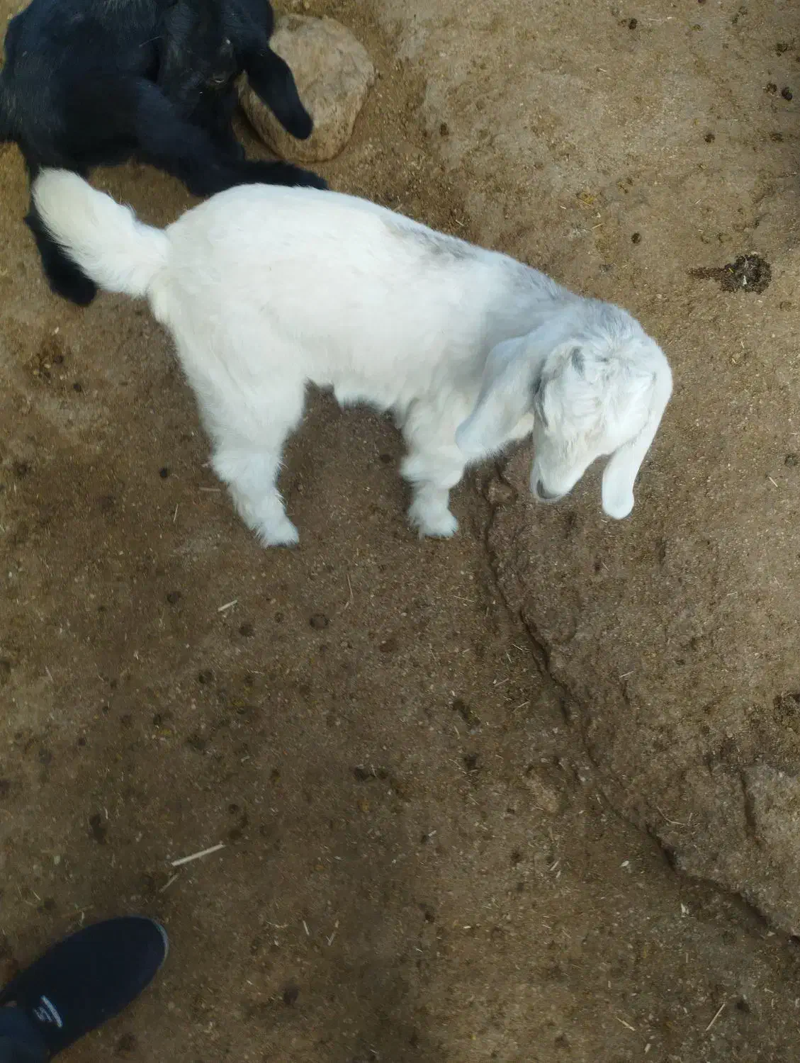 بزغاله|حیوانات|بهبهان, |دیوار