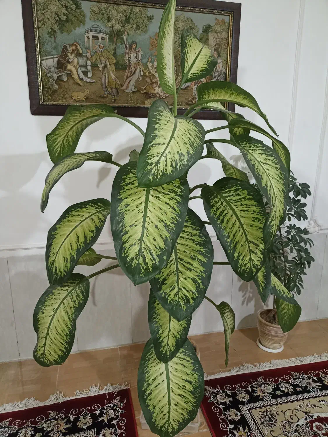 گل دیفن باخیا|گل و گیاه طبیعی|گلبهار, شهر جدید گلبهار|دیوار