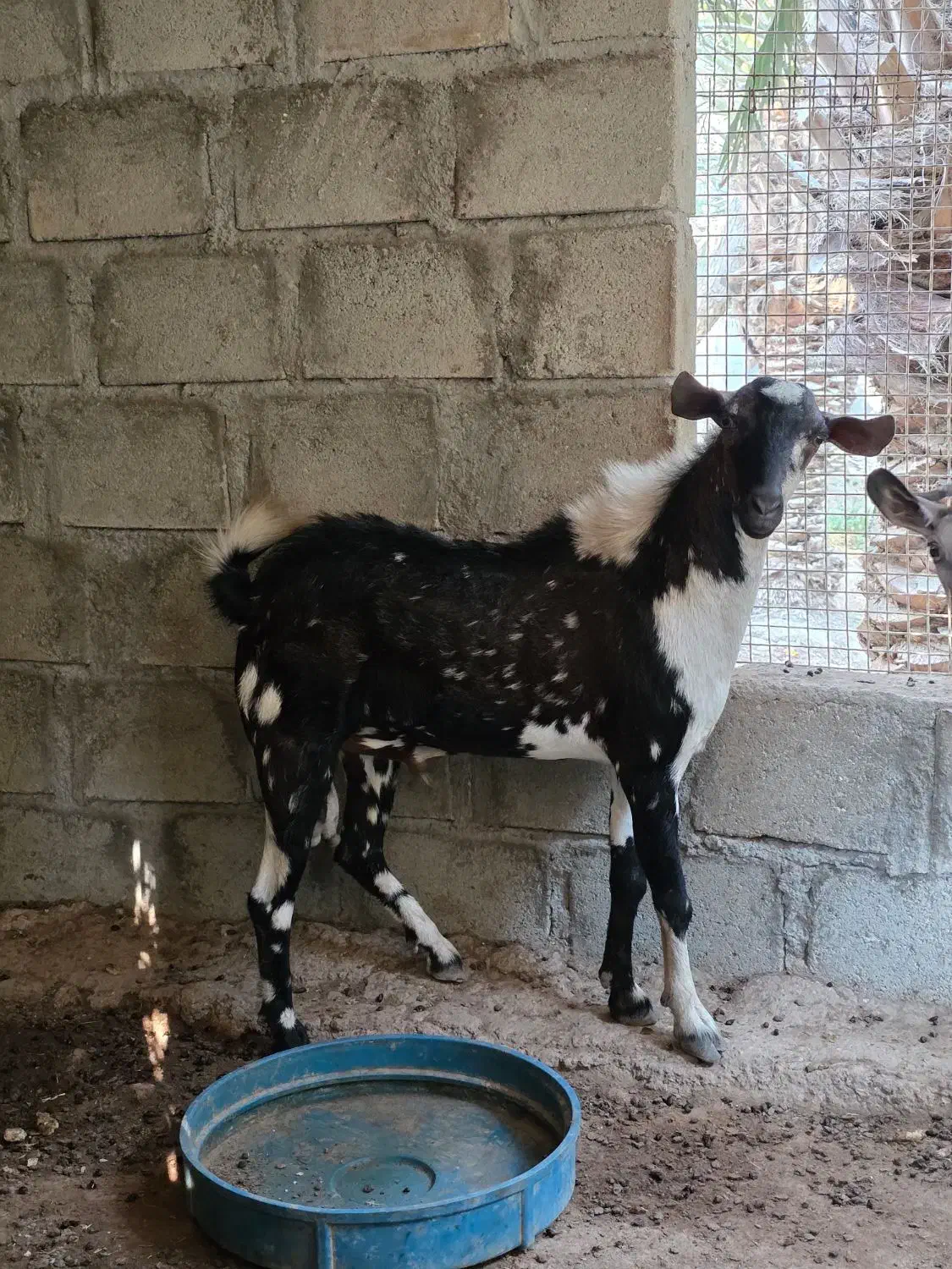 نری پچی|حیوانات مزرعه|درگهان, |دیوار