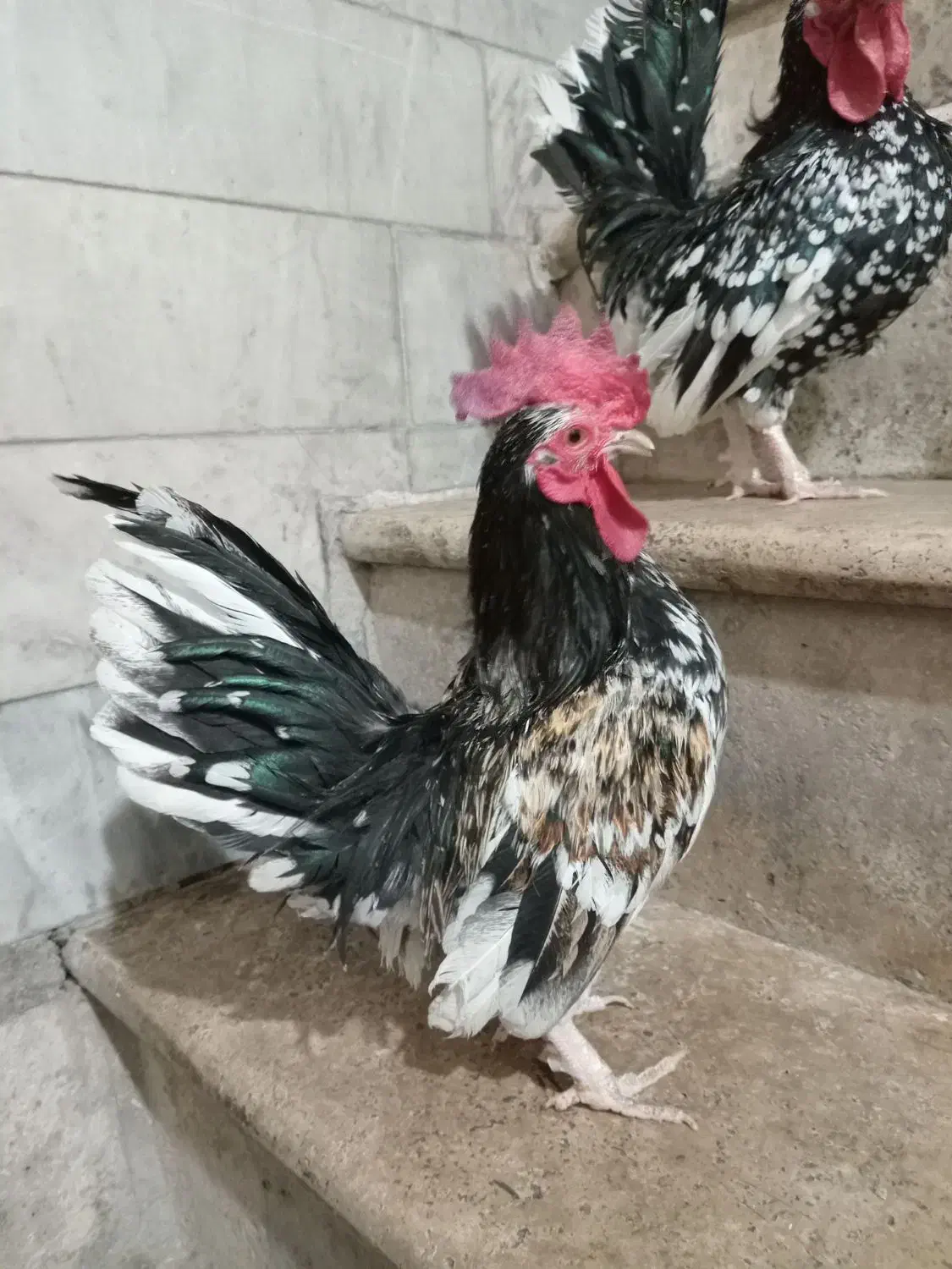 مرغ و خروس مینیاتوری جاپنیز|حیوانات مزرعه|کهریزک, |دیوار