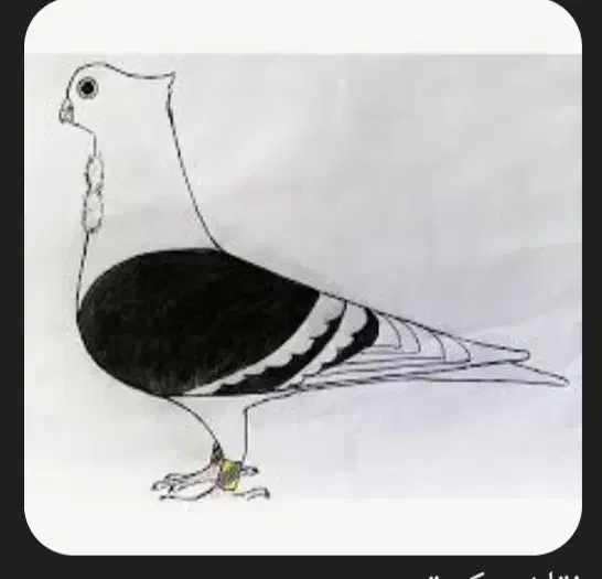 کفتر گمشده|حیوانات|تهران, خاک سفید|دیوار