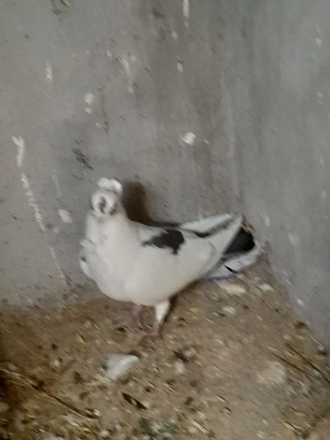 پرنده|پرنده|جوانرود, |دیوار