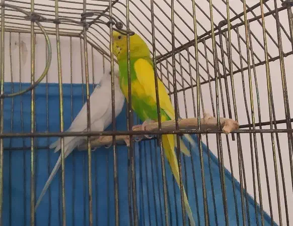 یک جفت مرغ عشق بالغ|پرنده|محمدیه-قزوین, |دیوار