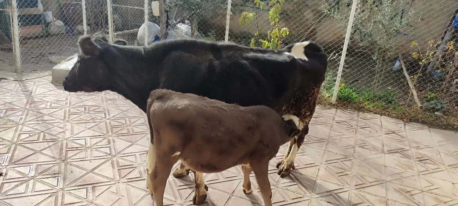 گاو گوساله|حیوانات مزرعه|مریوان, |دیوار