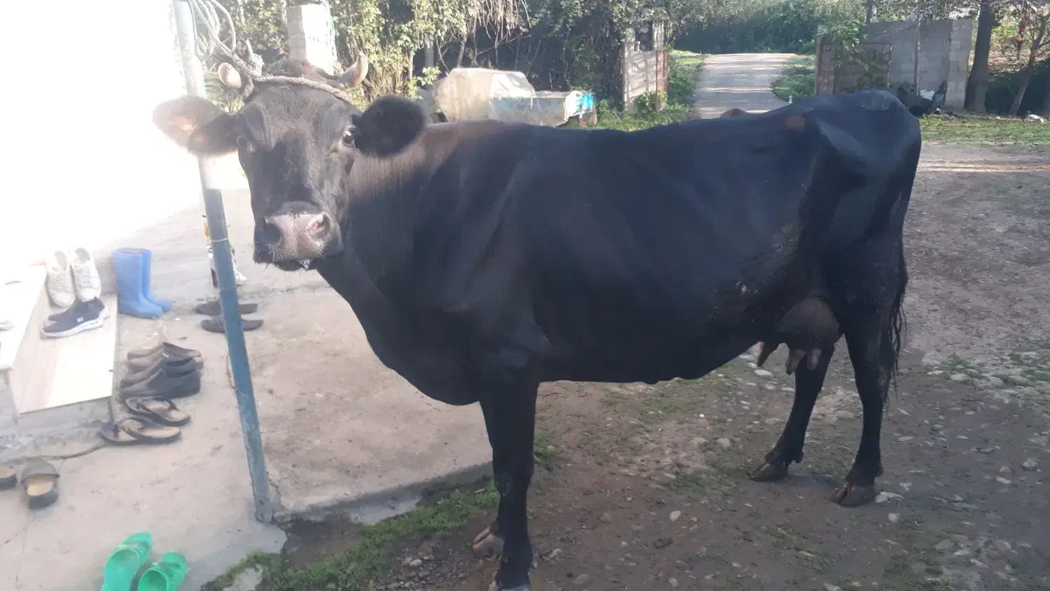 گاو جرسی جوان شیری ۲۰ کیلو شیر بدون گوساله|حیوانات مزرعه|صومعه‌سرا, |دیوار