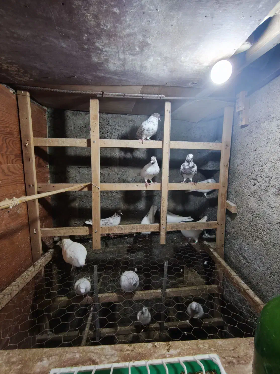 کبوتر|پرنده|رشت, اسماعیل آباد|دیوار